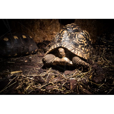 Tortuga leopardo - Stigmochelys pardalis (adultas)